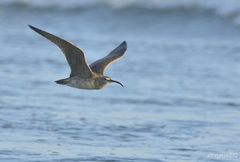 Numenius phaeopus