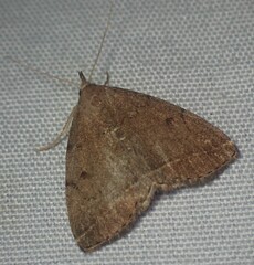 Zanclognatha protumnusalis