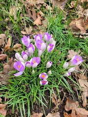 Crocus tommasinianus