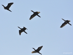 Nannopterum brasilianum