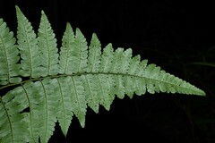 Cyathea pungens