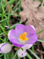 Crocus tommasinianus