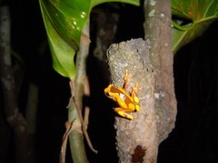 Dendropsophus leucophyllatus