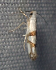 Argyresthia oreasella