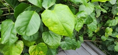 Ficus hispida