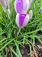 Crocus tommasinianus