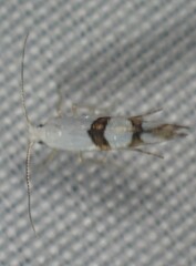 Argyresthia oreasella