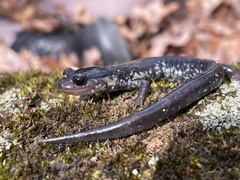 Plethodon chlorobryonis