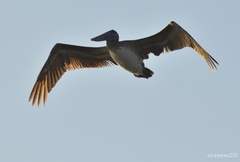 Pelecanus occidentalis