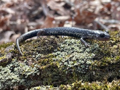 Plethodon chlorobryonis