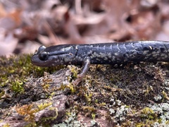 Plethodon chlorobryonis
