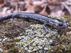 Plethodon chlorobryonis