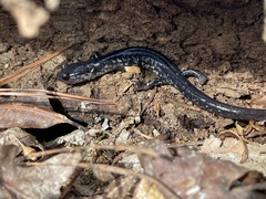 Plethodon chlorobryonis