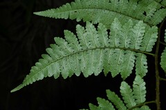 Cyathea pungens