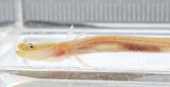 Luciogobius