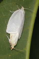 Cenopis pettitana
