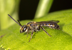 Neocorynura