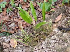 Microgramma percussa