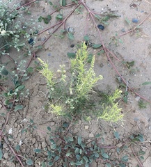 Oligomeris linifolia