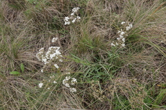 Gypsophila fastigiata
