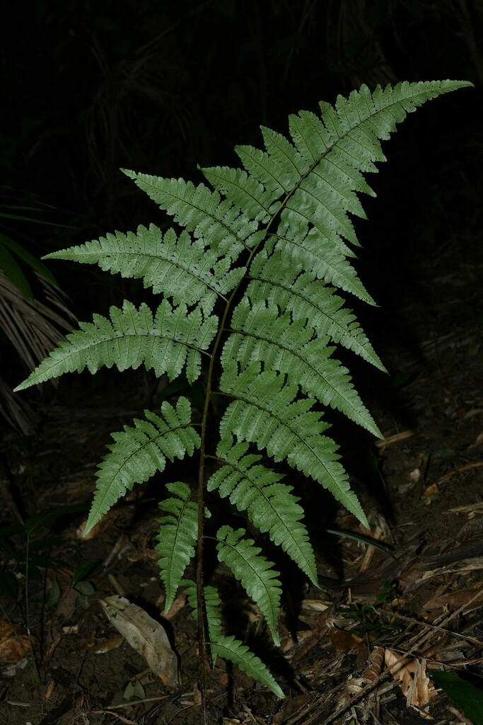 Cyathea cyatheoides
