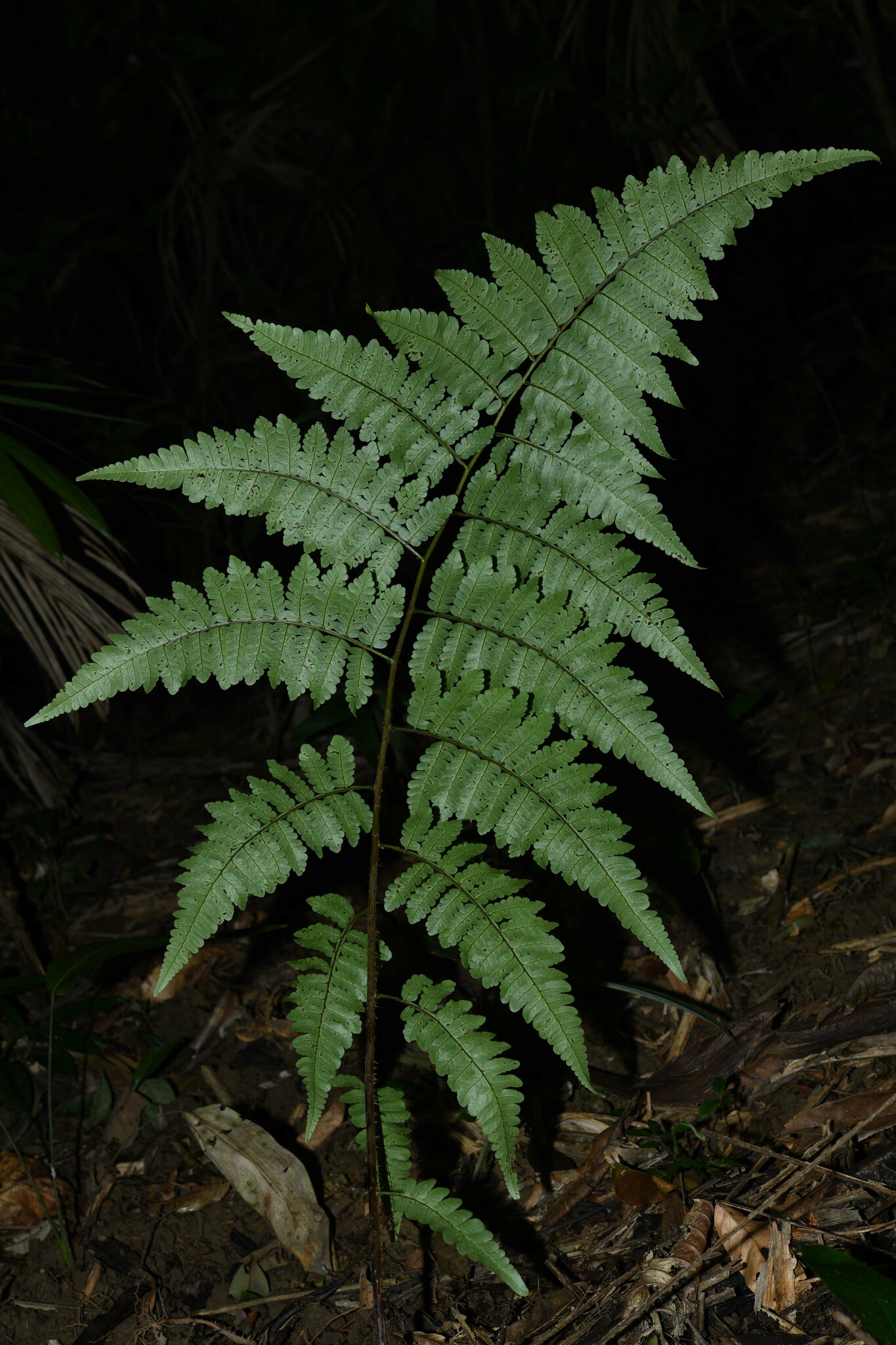 Cyathea cyatheoides