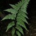 Cyathea cyatheoides - Photo (c) Nils Servientis - Bivouac Naturaliste, some rights reserved (CC BY-NC), uploaded by Nils Servientis - Bivouac Naturaliste