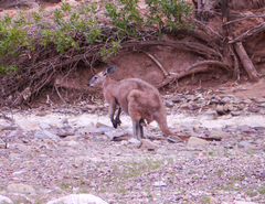 Osphranter robustus erubescens