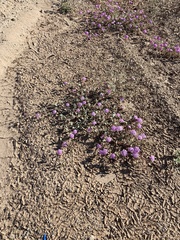 Abronia villosa