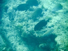 Acanthuridae