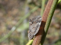 Aprivesa exuta