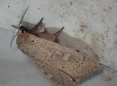 Leucania pseudargyria