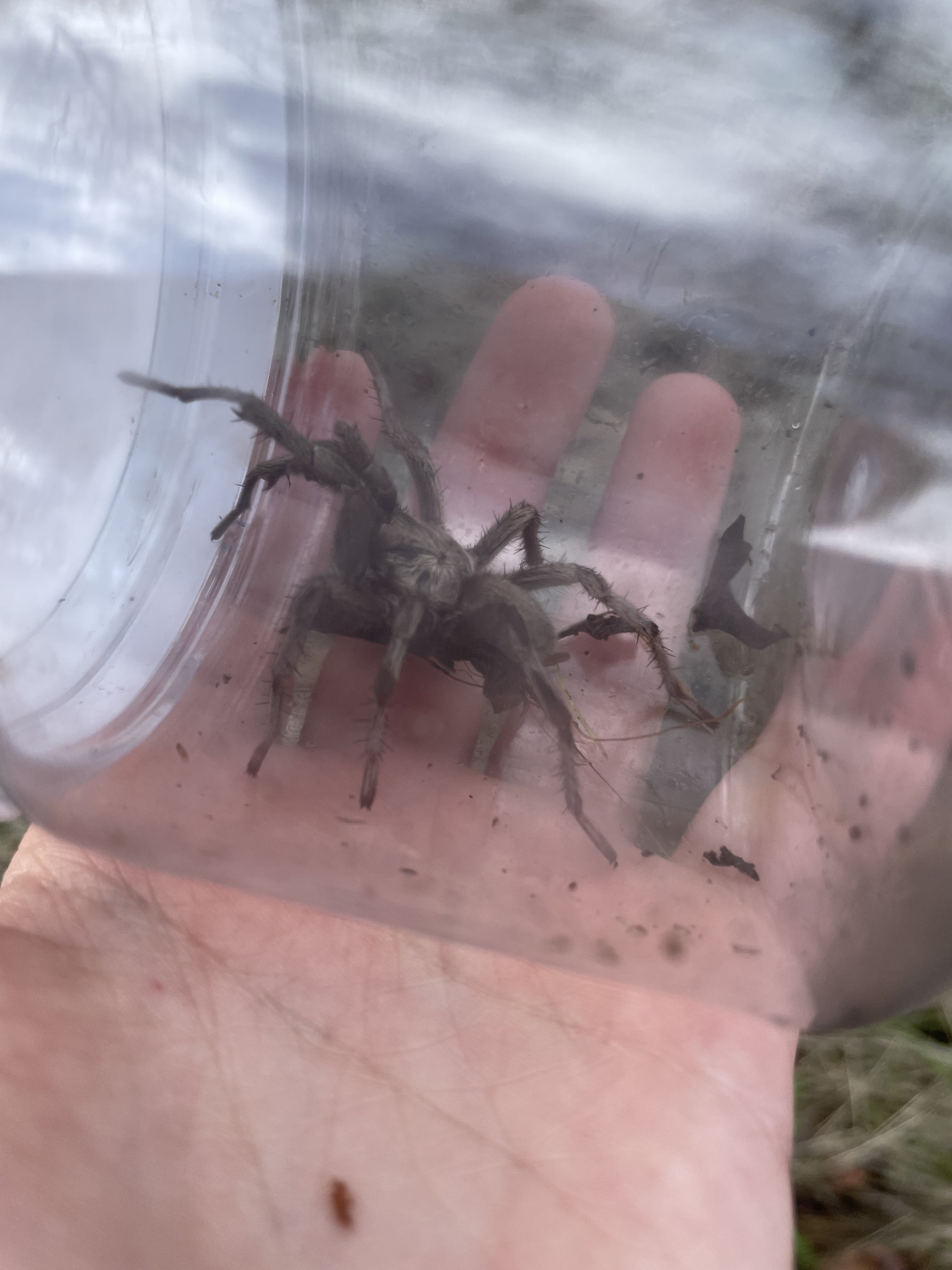 Calisoga longitarsis (Simon, 1891)