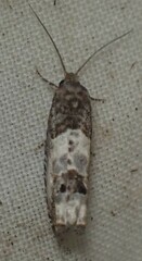 Notocelia rosaecolana