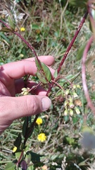 Ageratina gracilis