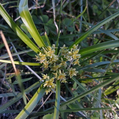 Cyperus ochraceus