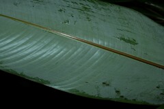 Heliconia richardiana