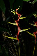 Heliconia richardiana