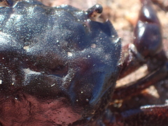 Paragrapsus laevis