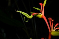 Heliconia richardiana