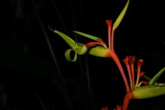 Heliconia richardiana