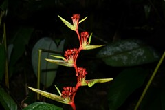 Heliconia richardiana