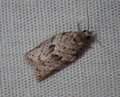 Isotenes miserana