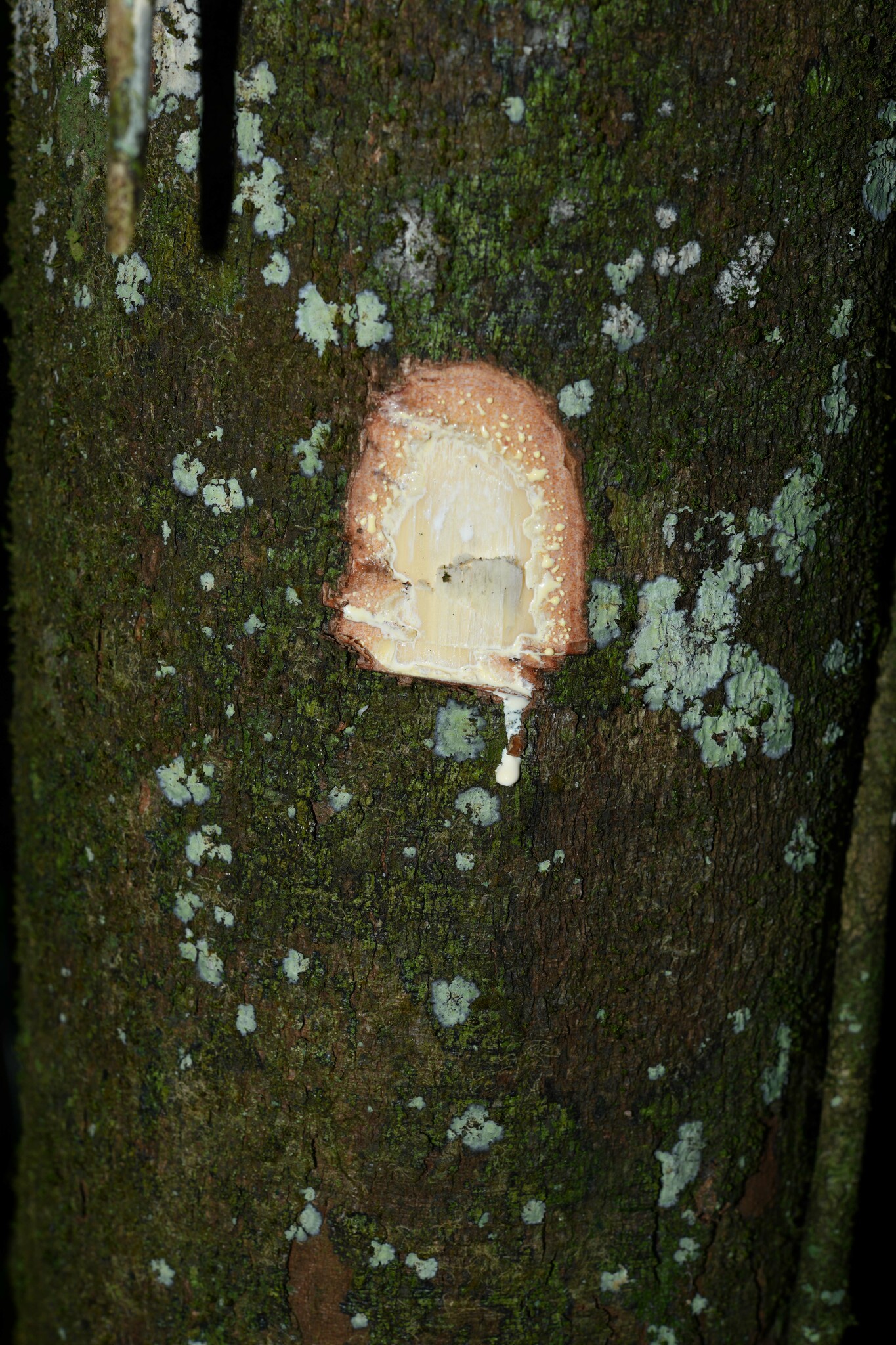 Imagem de Seringueira