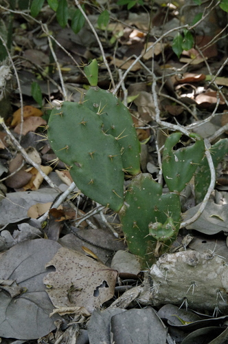 Opuntia stricta