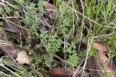 Galium porrigens