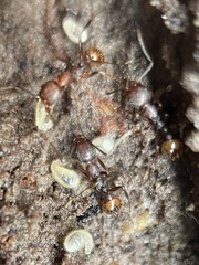 Aphaenogaster fulva