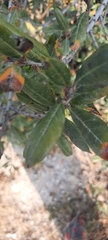 Quercus microphylla
