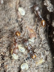 Aphaenogaster fulva