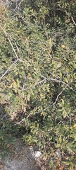 Quercus microphylla